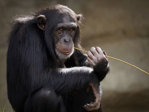 Did early humans and monkeys use same stone tools? Find out
