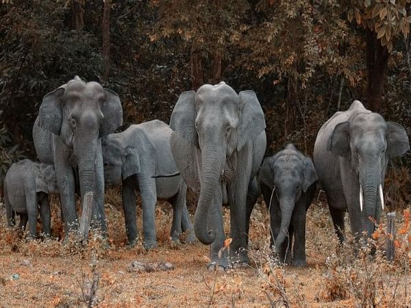 Karti Chidambaram raises concern over elephant deaths due to electrocution, writes to in Tamil Nadu govt