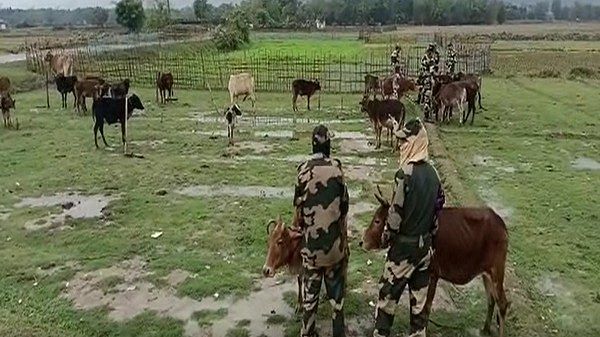 BSF rescues 22 cattle heads from Assam's Karimganj