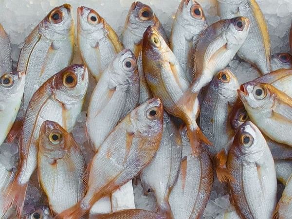 Tamil Nadu: Villagers celebrate centuries-old fishing festival in Madurai