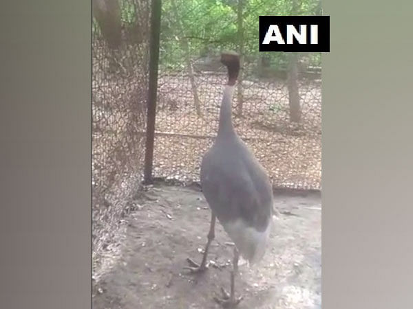 UP man's Sarus crane 'friend' reaches Kanpur zoo, quarantined