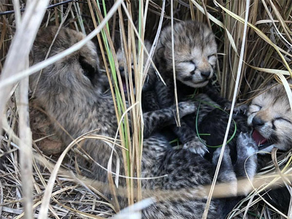 Female cheetah brought from Namibia gives birth to 4 cubs