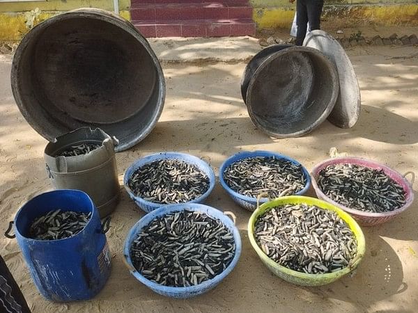 Tamil Nadu: 250 kg of sea cucumber seized in Ramanathapuram district