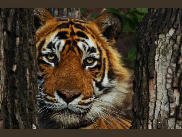 Warren Pereira's award-winning conservation documentary 'Tiger 24' available to rent on Prime Video India