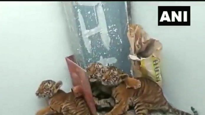 The four tiger cubs were found by the residents of Pedda Gummadapuram village in Nandyal district on Monday | Video grab/Twitter ANI