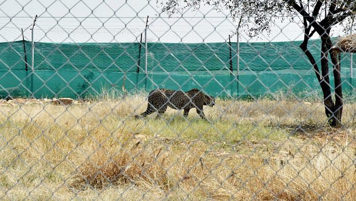 A cheetah after being released into an enclosure at Kuno National Park | Photo: ANI