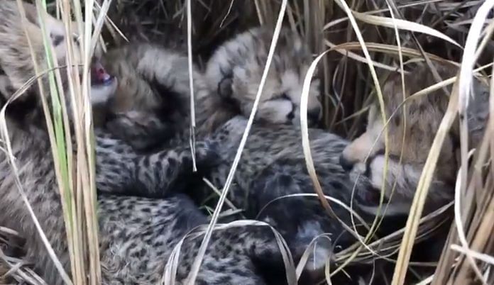 Four cheetah cubs at Kuno National Park