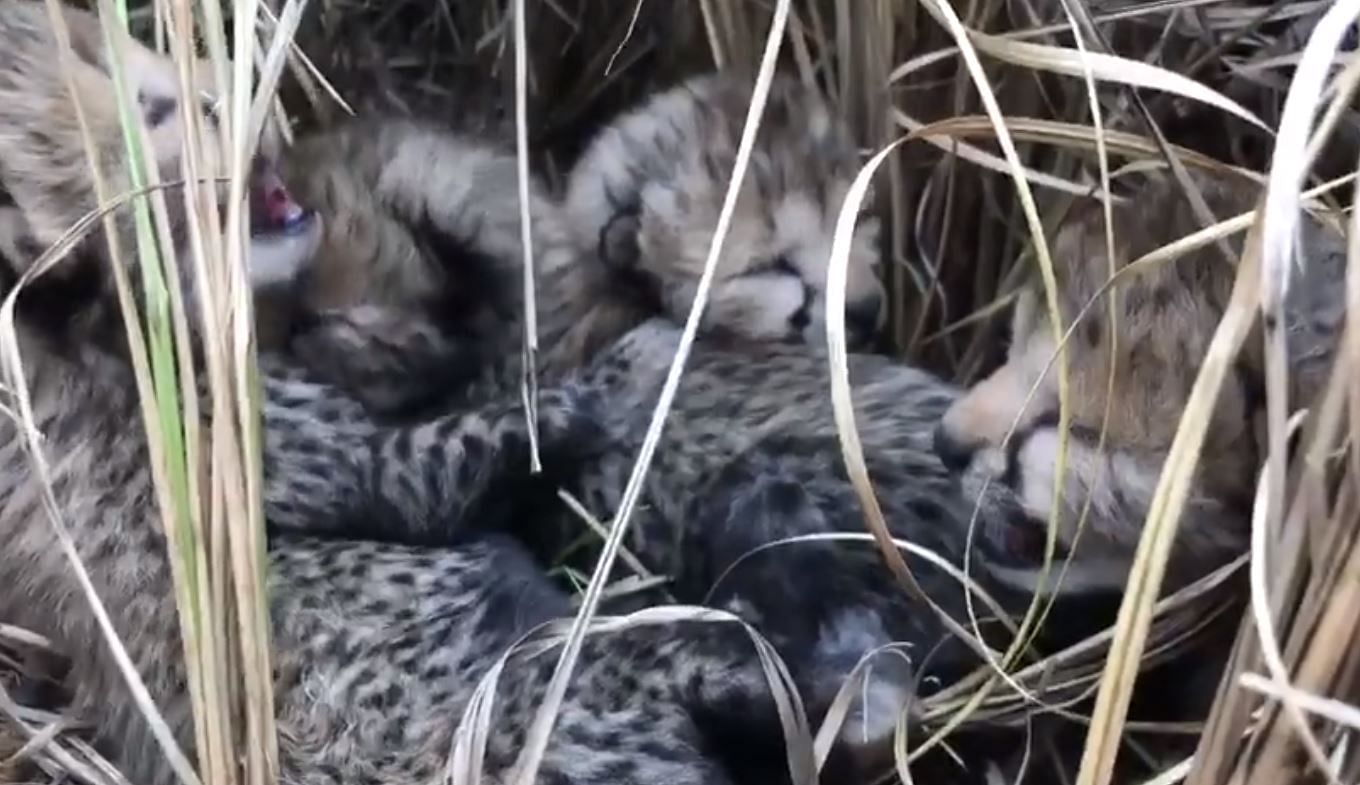 Cheetah Cub Dies At Madhya Pradeshs Kuno National Park 7544