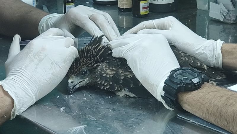 An injured bird receiving treatment at the hands of rescuers at Wildlife Rescue | Photo: Nidhima Taneja