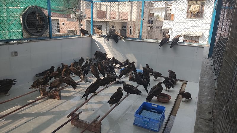 A flock of black kites and a few vultures laze around the enclosure which is half-open from above. The birds are free to fly away and inside at their own will | Photo: Nidhima Taneja