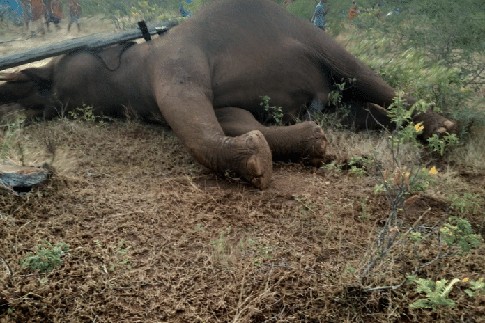 An adult male elephant found electrocuted to death in the Poochiyur forest range in Coimbatore Saturday | By special arrangement