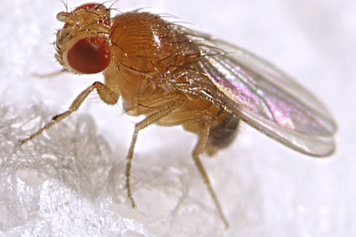 Fruit fly or Drosophila melanogaster | Flickr