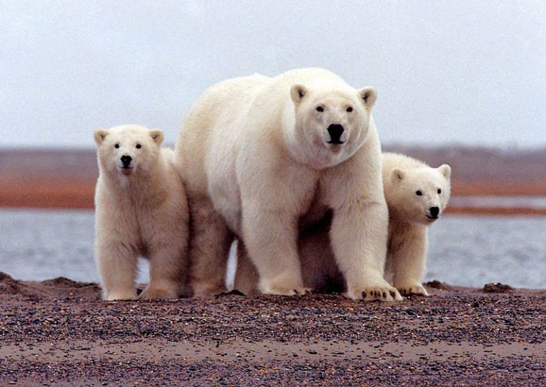 6 green groups sue Biden admin over approval of Willow oil project in Alaska