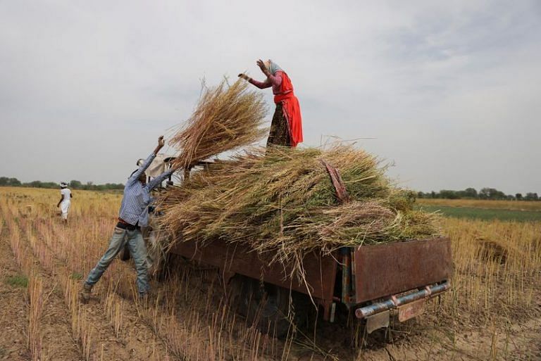 India likely to harvest record 11.5 million tonnes rapeseed this year, says industry body