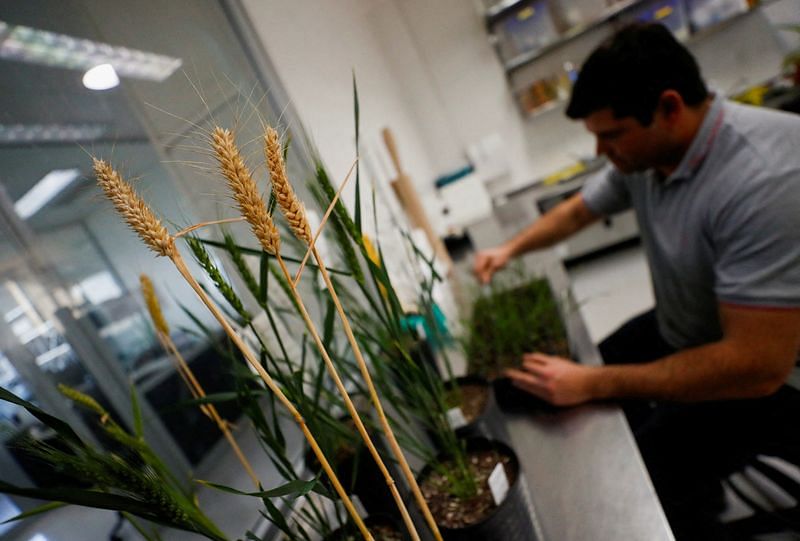 Indonesia Menyetujui GMO Tahan Kekeringan GMO dari Bioceres Argentina – ThePrint –