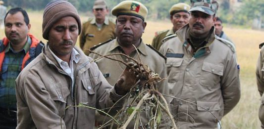 Forest department workers with invasive species, Lantana Camara, at Corbett | Credit: Rajat Rastogi