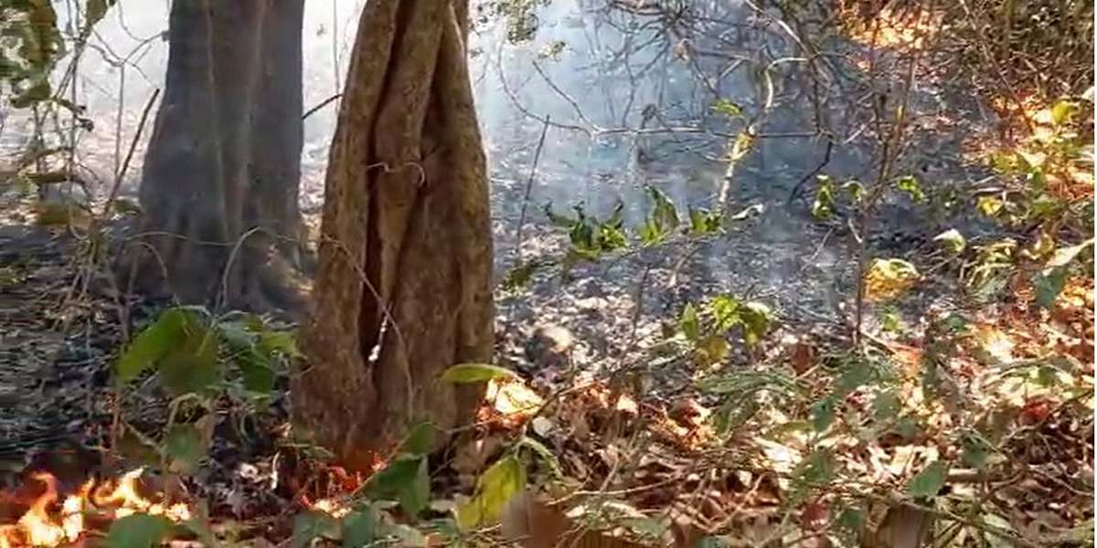 Mhadei Wildlife Sanctuary fire 