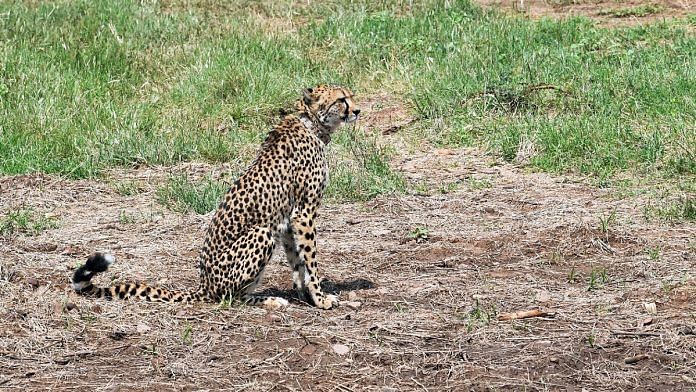 File photo of a Namibian cheetah at Kuno National Park | Representational image | ANI