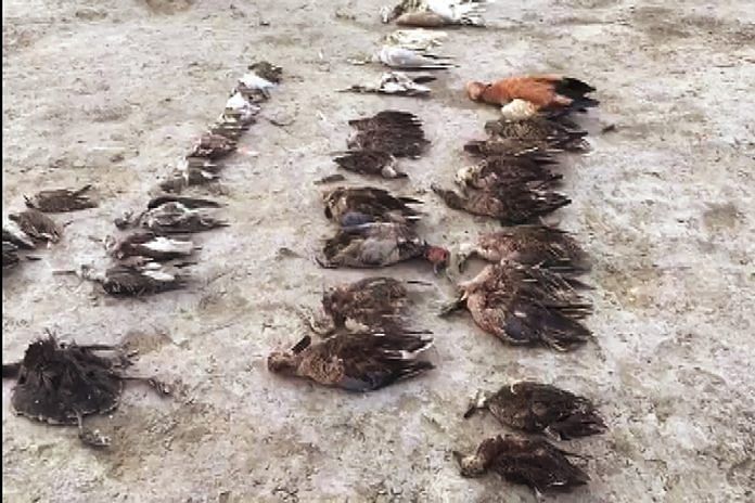 Birds found dead around Sambhar lake in November 2019 | ANI