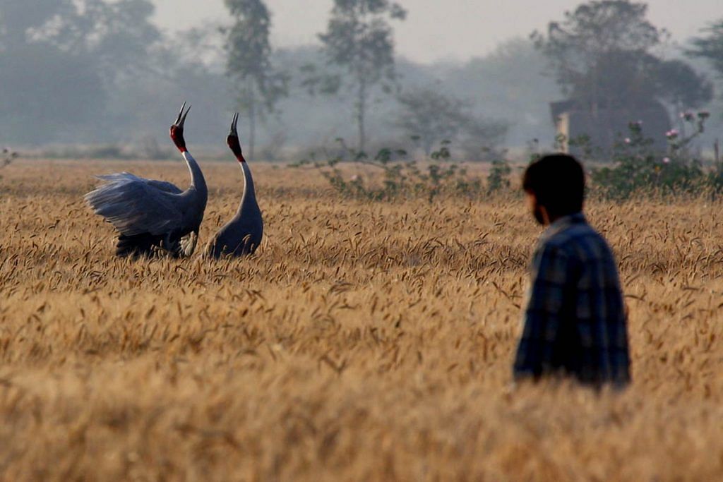 Sarus cranes in a UP field while a human 'neighbour' looks on | Credit: K.S. Gopi Sundar/By special arrangement