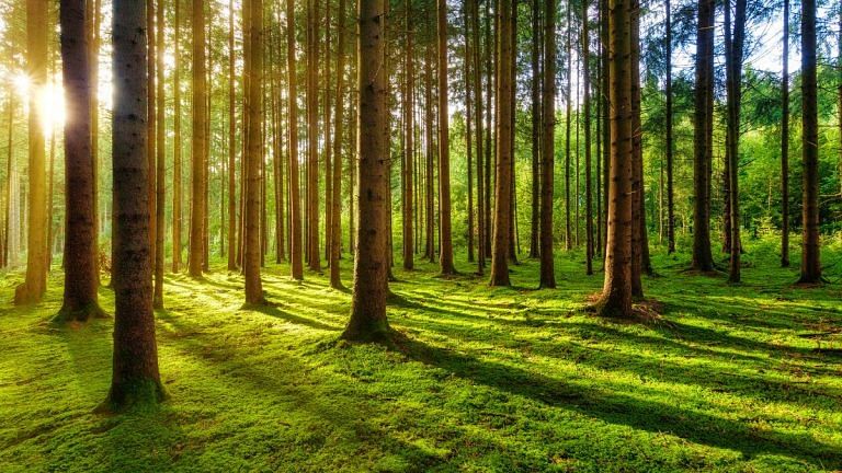 Take a forest ‘bath’ to recharge. City life causing greater risk of mental health