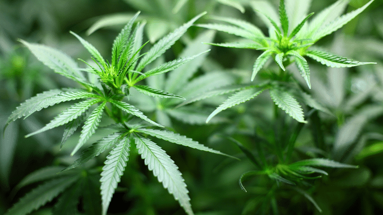 Brazil court due to rule on cannabis cultivation, may allow planting