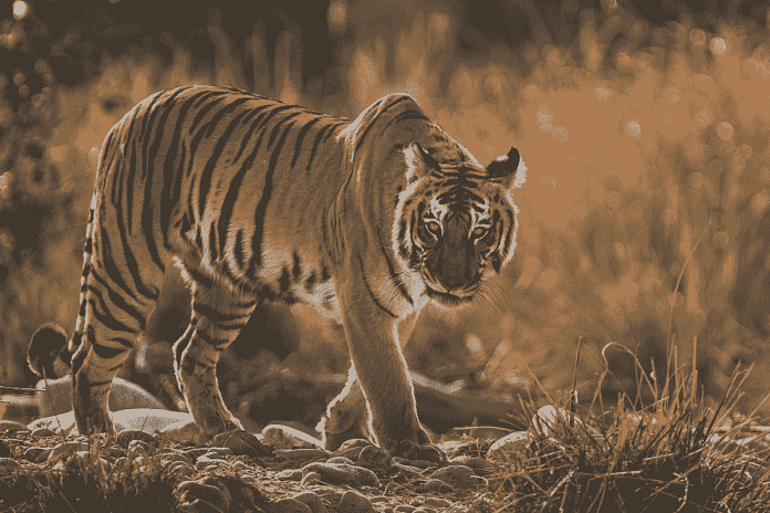 Representational photo of a tiger at Jim Corbett | Commons