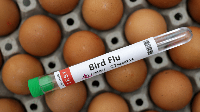 Most infectious diseases in humans have animal origins. Active monitoring can stop outbreaks
