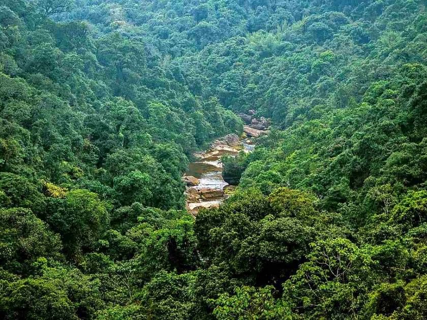 Representational image of a forest in Meghalaya | Commons