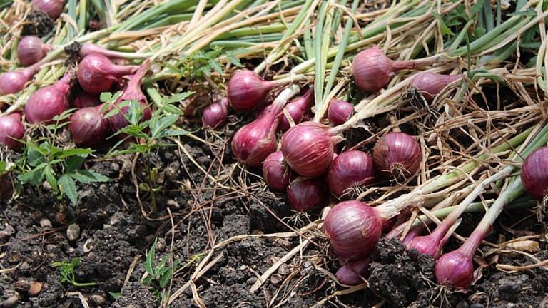 NAFED procuring onions only a bandage. Govt must plan long-term measures, loop in farmers