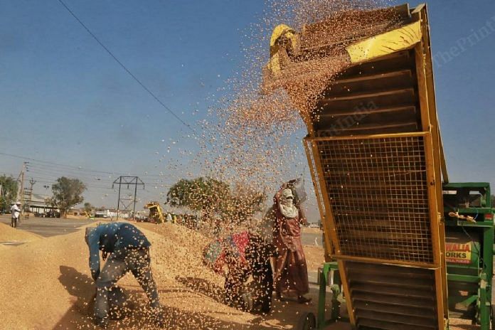 Workers put freshly harvested wheat in a cleaning machine | Manisha Mondal | ThePrint