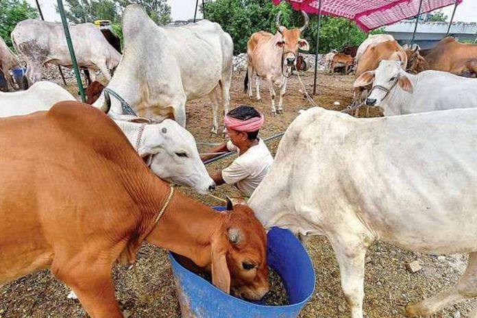 Representative photo of cows | Photo: PTI