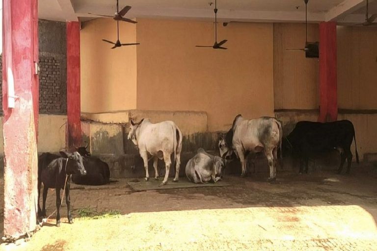 How state-owned IGL plans to upgrade Delhi govt’s gaushalas with solar panels, biogas plants