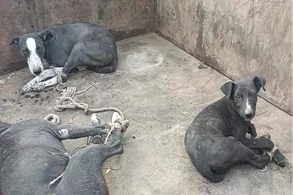 After fatal dog attack on Rajasthan infant, strays 'tortured' and left to  die, say activists