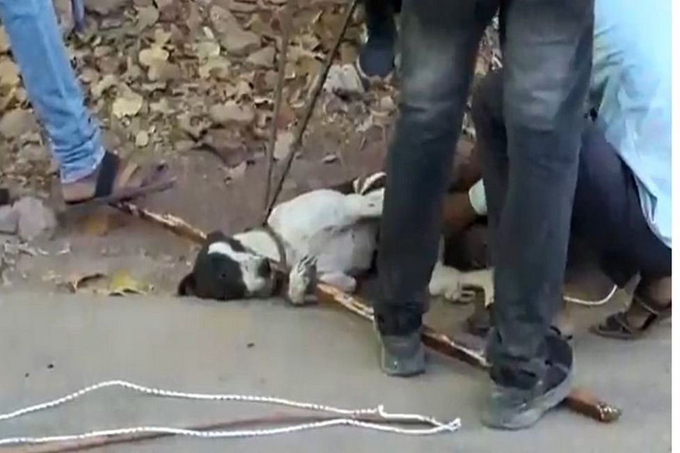 After fatal dog attack on Rajasthan infant, strays 'tortured' and left to die, say activists After fatal dog attack on Rajasthan infant, strays 'tortured' and left to die, say activists