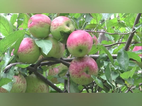 Apple farmers unite, protest against Centre's farming policies