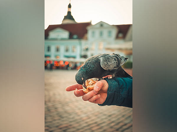 Bird feeding aids small birds to fight infection: Research