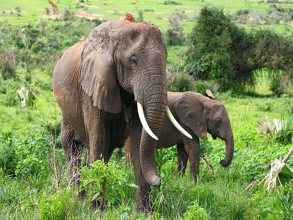 Large animals travel more slowly since they can't keep cool: Study
