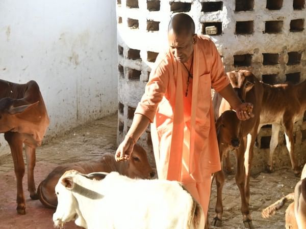 UP: CM Yogi feeds jaggery to cattle in Gaushala on visit to Gorakhnath temple