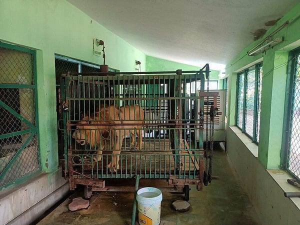 Special arrangements made to protect animals from heat at Indore Zoo; lioness gives birth to 3 cubs