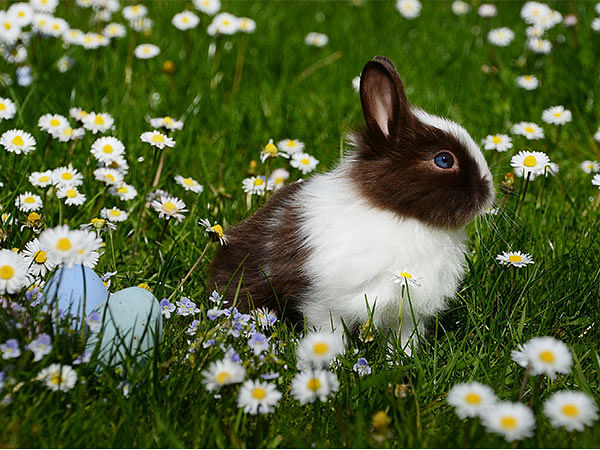 The Importance of Exercise – An Overview of Rabbit Exercise and Activity –  Pets.ie