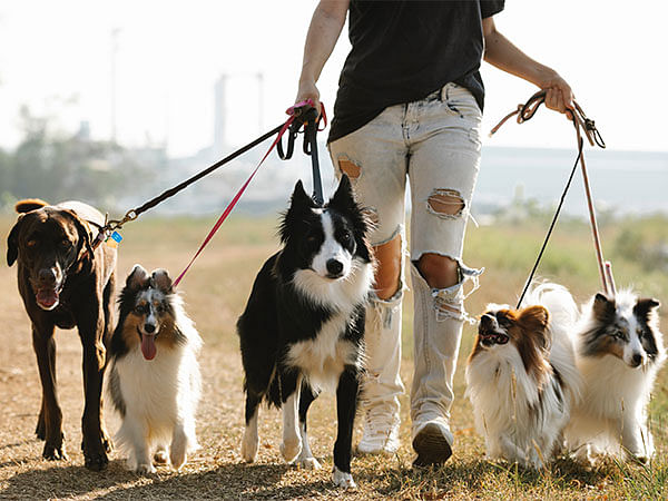 Walking a leashed dog linked to risk of traumatic brain injury among adults: Research