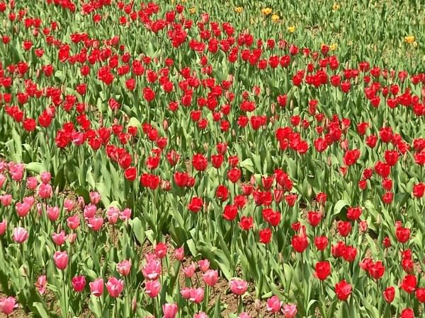 J-K: Tulip garden at Sanasar witnesses huge footfall J-K: Tulip garden at Sanasar witnesses huge footfall