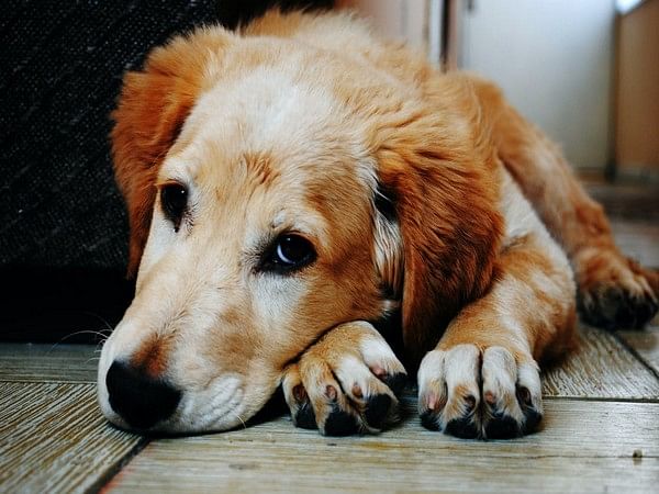New study investigates significance of sleep disturbance in dogs with dementia