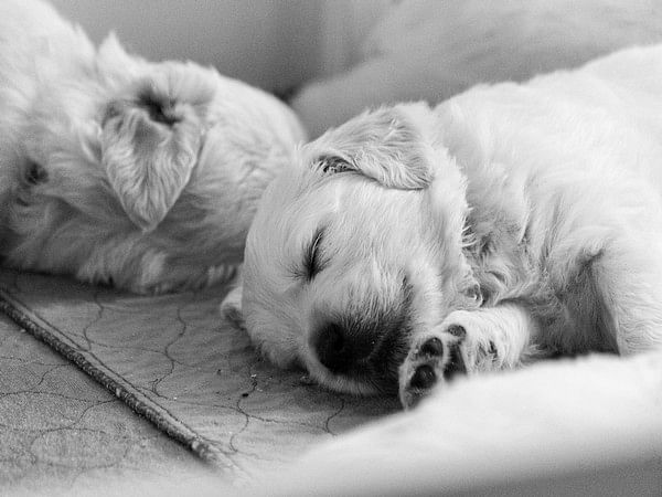 new-study-investigates-importance-of-sleep-disturbance-in-dogs-with