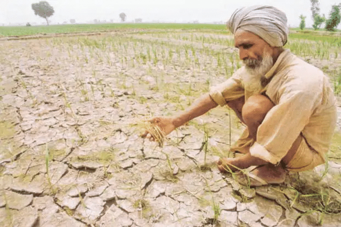Representational photo of a farmer with damaged seedlings | PTI