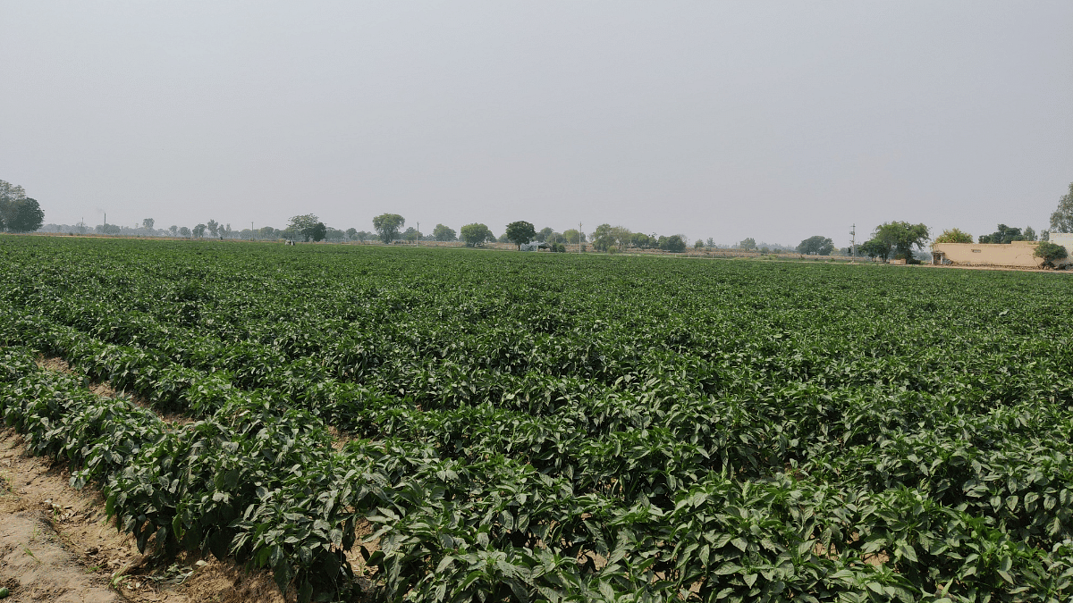 Capsicum farm in Mansa | Sonal Matharu | ThePrint