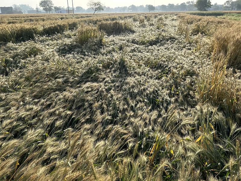 Wheat crop lying on the ground after incessant rains and hailstorms | Photo: Nikhil Rampal | ThePrint