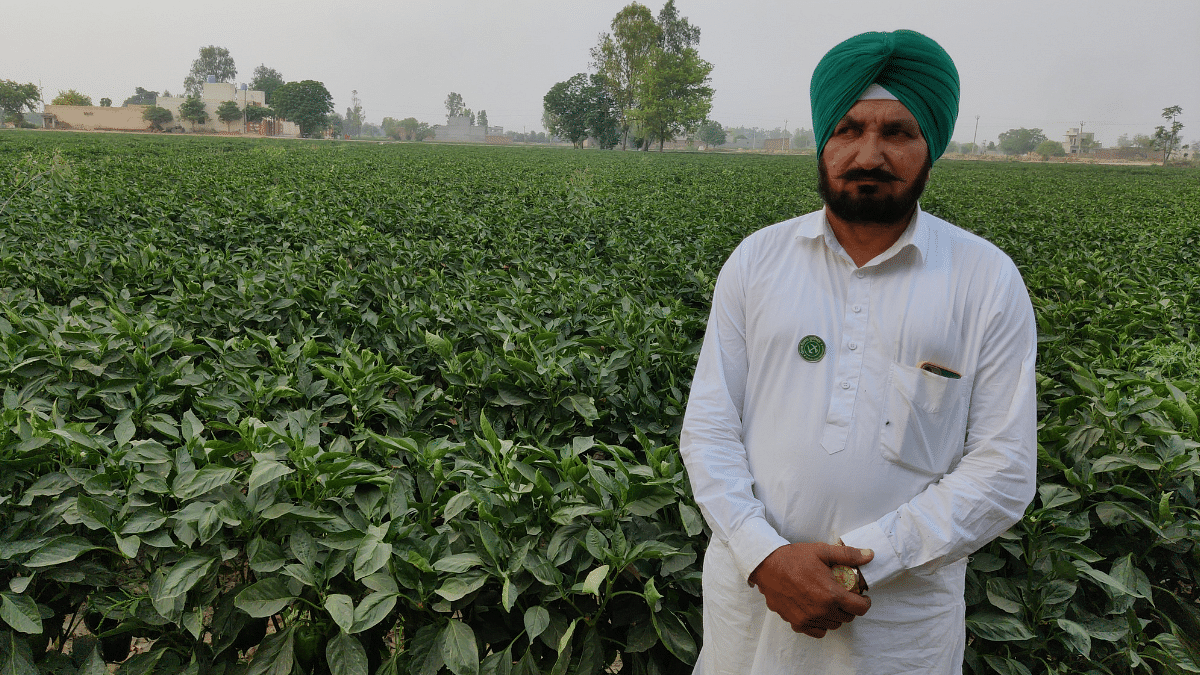 Capsicum farmer Gora Singh at his field in Bhaini Bagha village in Mansa | Sonal Matharu | ThePrint