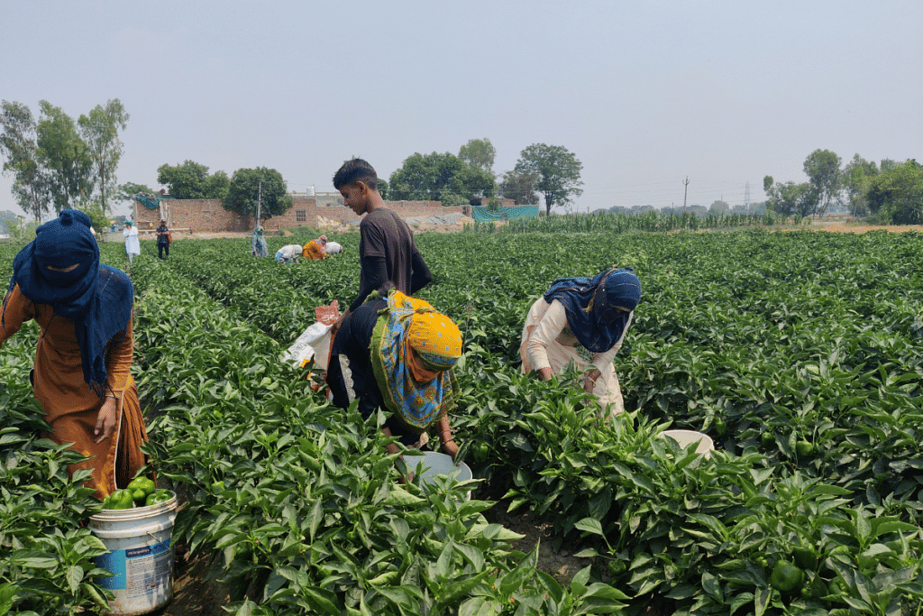 Farmers plucking ripe capsicum from fields in Bhaini Bagha village in Mansa | Sonal Matharu | ThePrint